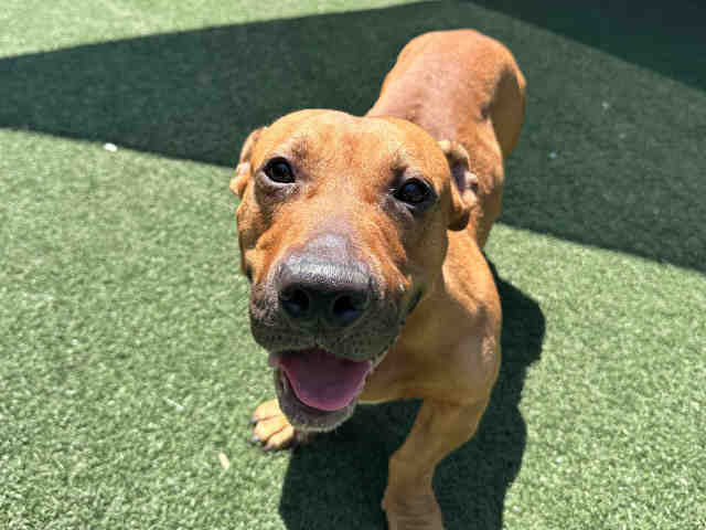 Slinky - Pit Bull Terrier