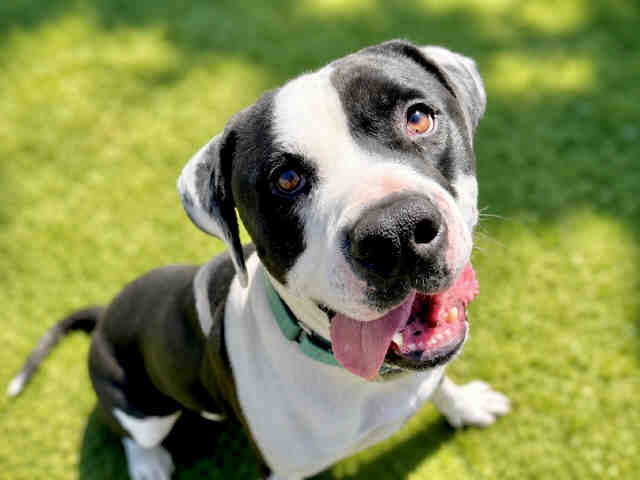 Dary - Pit Bull Terrier