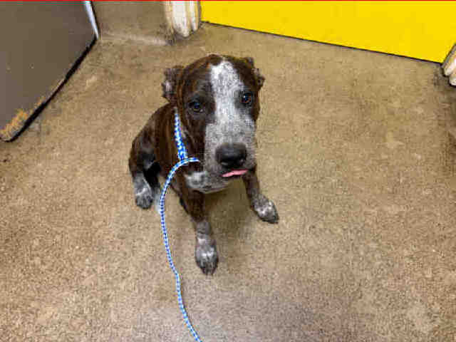 Tucker - Pit Bull Terrier