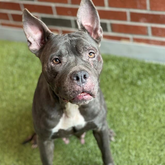 Rousey - American Pit Bull Terrier