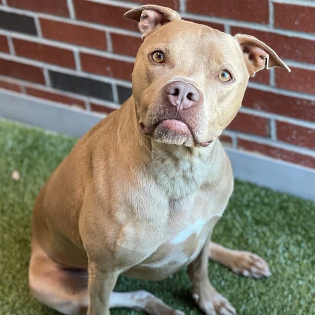 Rochelle - American Pit Bull Terrier