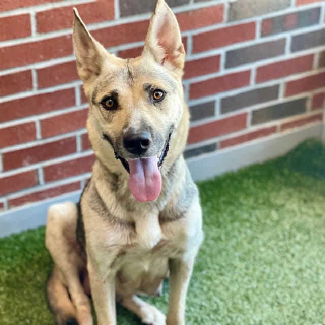 Tanyelle - German Shepherd Dog