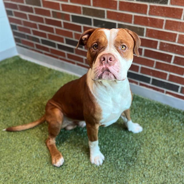 Tanx - American Pit Bull Terrier