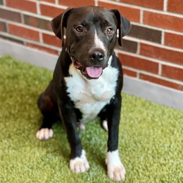 Skeet - American Pit Bull Terrier