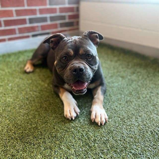 Boulder - American Pit Bull Terrier