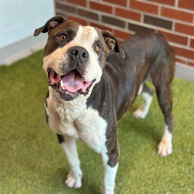 Gino - American Pit Bull Terrier