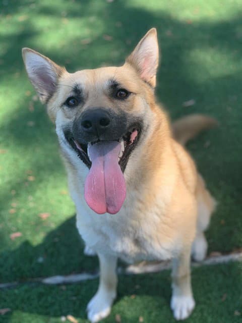 Raye - German Shepherd Dog