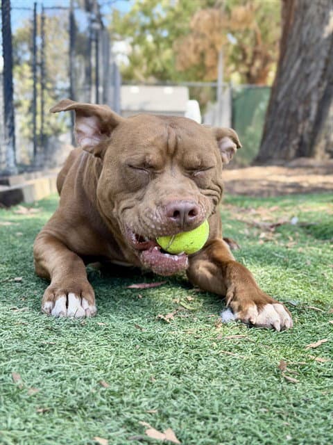 Cooper - Pit Bull Terrier