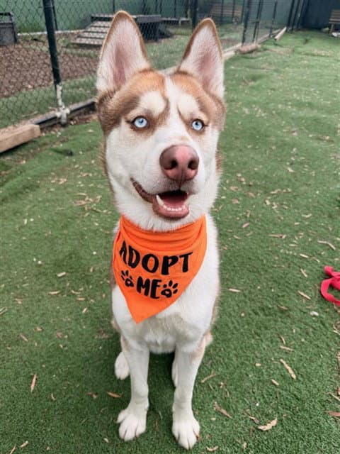 Pete - Siberian Husky