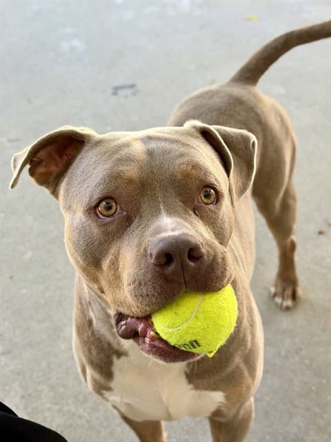 Enzo - Pit Bull Terrier