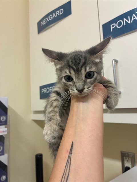 Comet - Domestic Short Hair