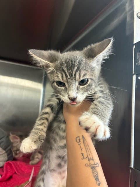Nova - Domestic Short Hair