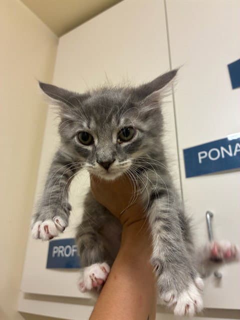Orbit - Domestic Short Hair