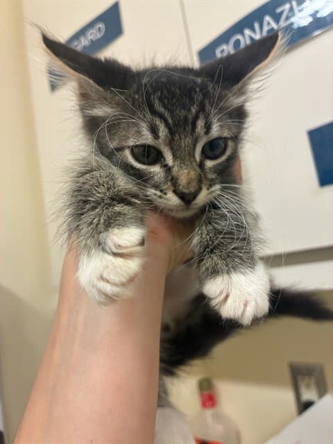 Cosmo - Domestic Short Hair