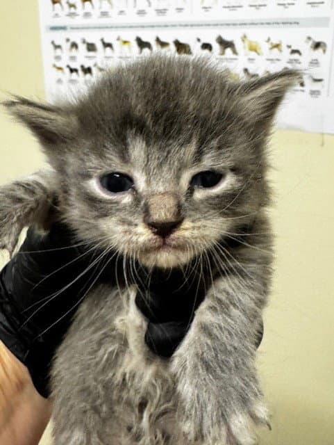 Unknown - Domestic Short Hair
