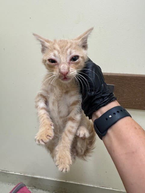 Unknown - Domestic Short Hair