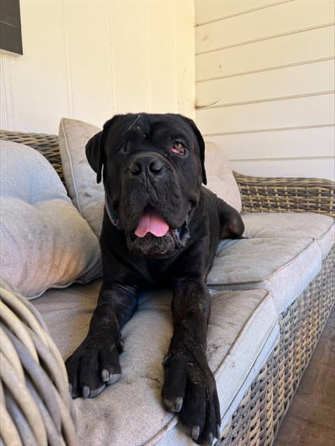 Sully - Mastiff