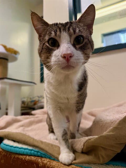 Unknown - Domestic Short Hair