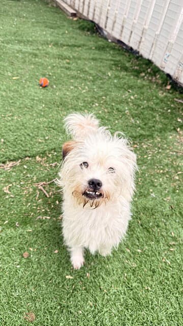 Rupert - Jack Russell Terrier (Parson Russell Terrier)