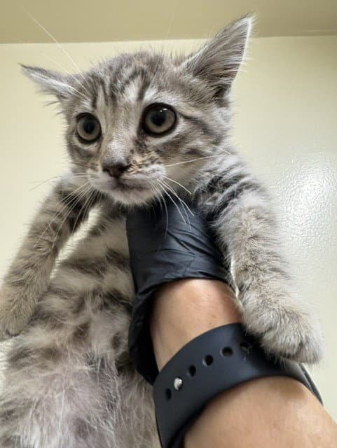 Marlowe - Domestic Short Hair