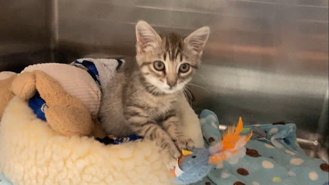 Marlowe - Domestic Short Hair