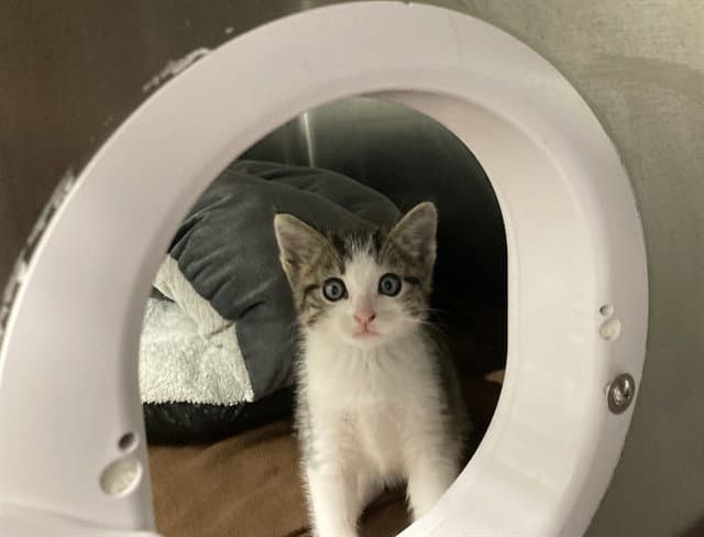 Mocha - Domestic Short Hair