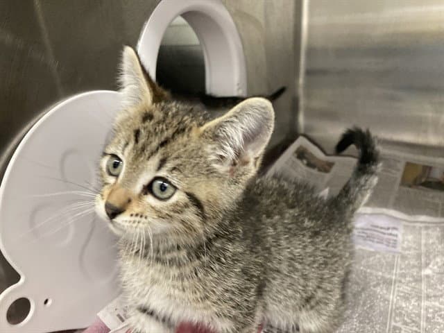 Cocoa - Domestic Short Hair