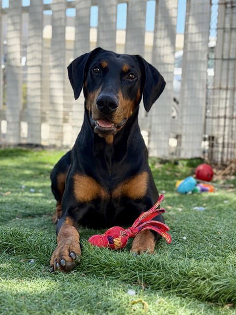 Unknown - Doberman Pinscher