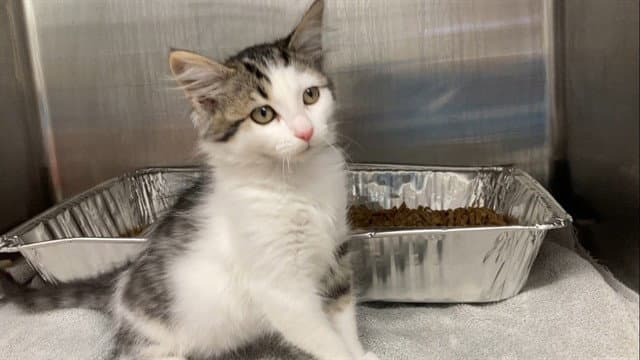 Lightwieght - Domestic Short Hair