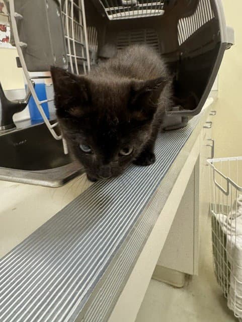 Unknown - Domestic Short Hair