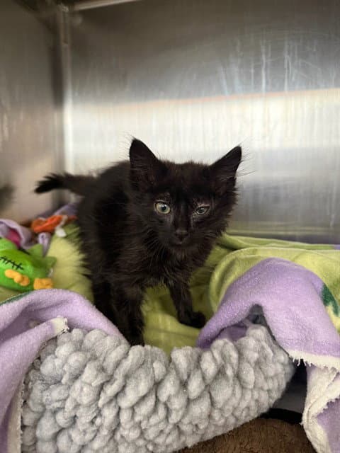 Shed - Domestic Short Hair