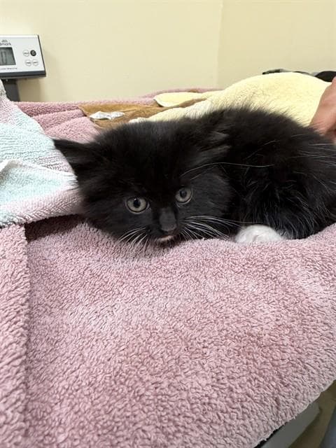 Doritos Locos Taco - Domestic Short Hair