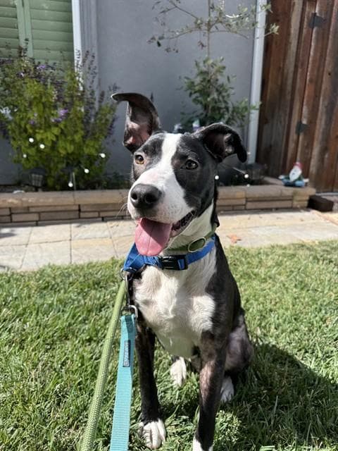 Milo - Border Collie