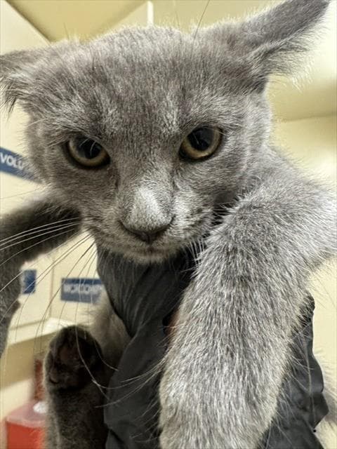 Ashton - Domestic Short Hair