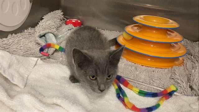 Ashton - Domestic Short Hair