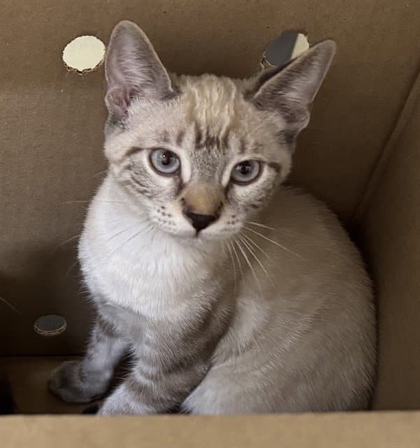 Am - Siamese