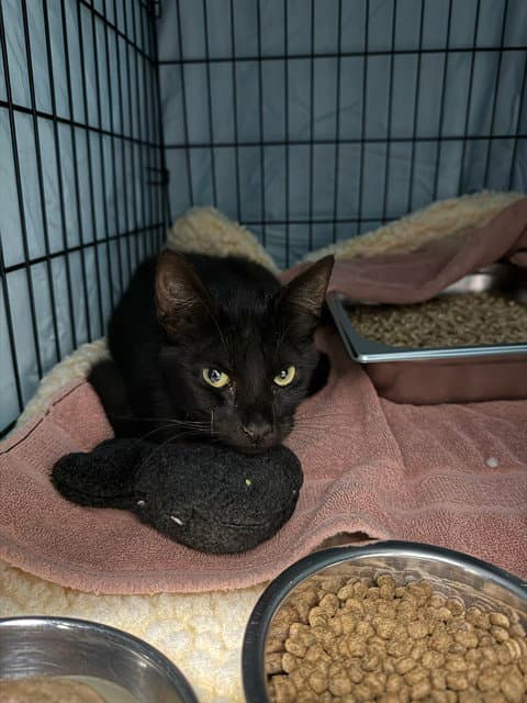 Unknown - Domestic Short Hair