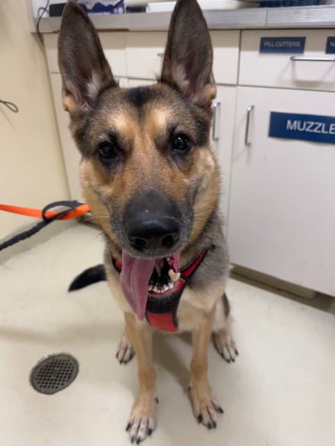 Bella - German Shepherd Dog