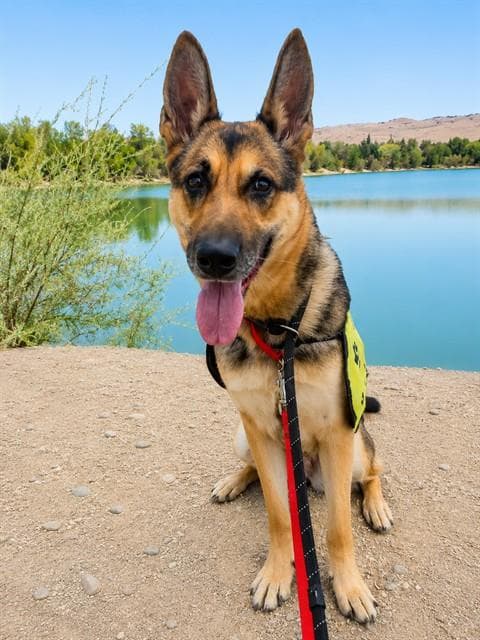 Bella - German Shepherd Dog