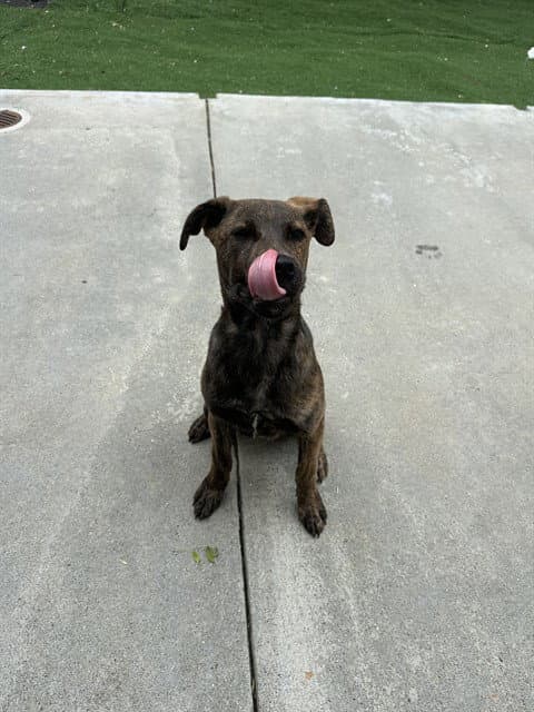 Unknown - Catahoula Leopard Dog