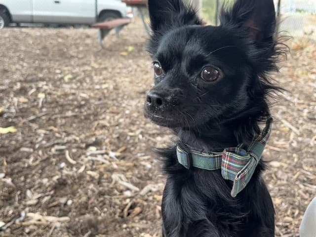 Unknown - Chihuahua