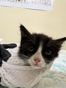 Peppercorn image 1