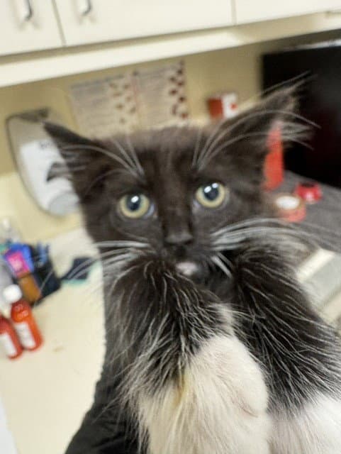 Princess Donut - Domestic Medium Hair