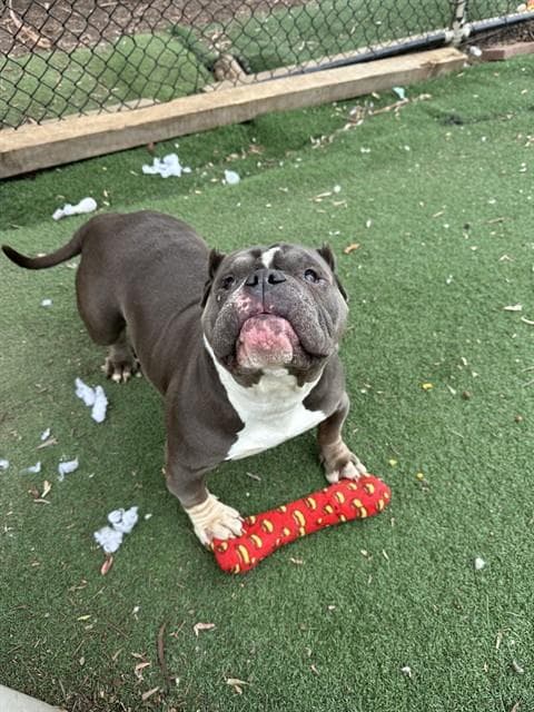 Lola - Pit Bull Terrier