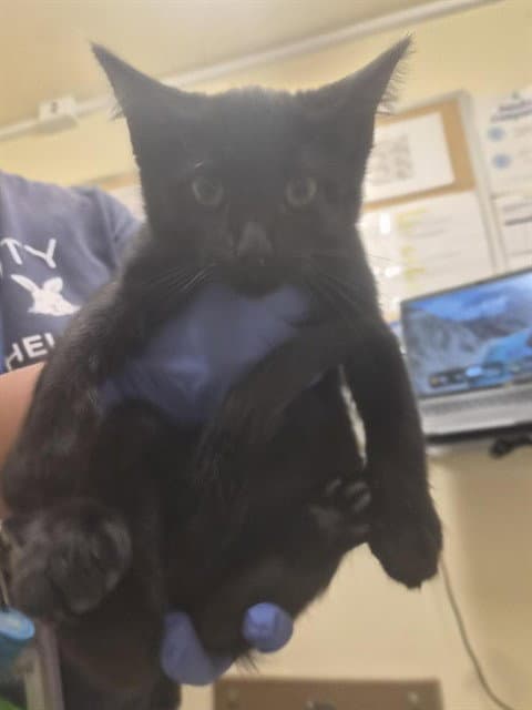 Unknown - Domestic Short Hair