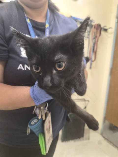 Unknown - Domestic Short Hair