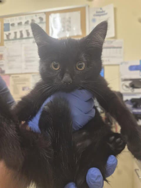 Unknown - Domestic Short Hair