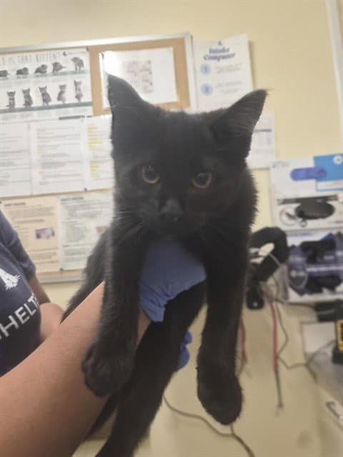 Unknown - Domestic Short Hair