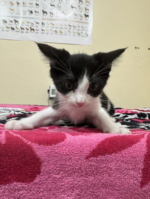 Unknown - Domestic Medium Hair
