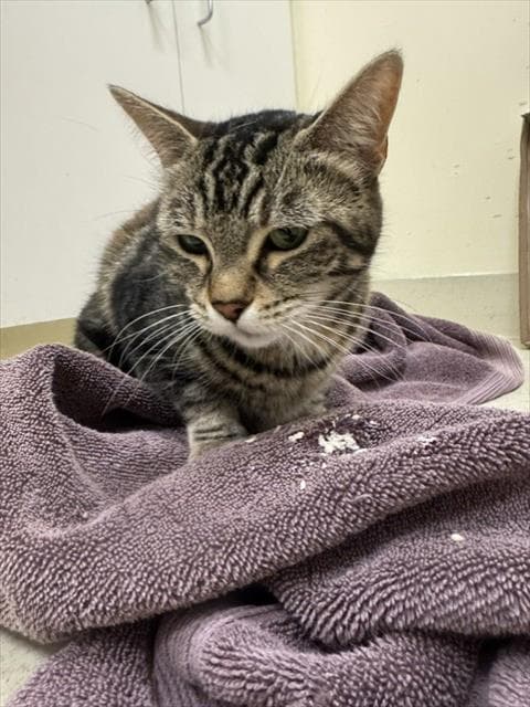 Unknown - Domestic Medium Hair